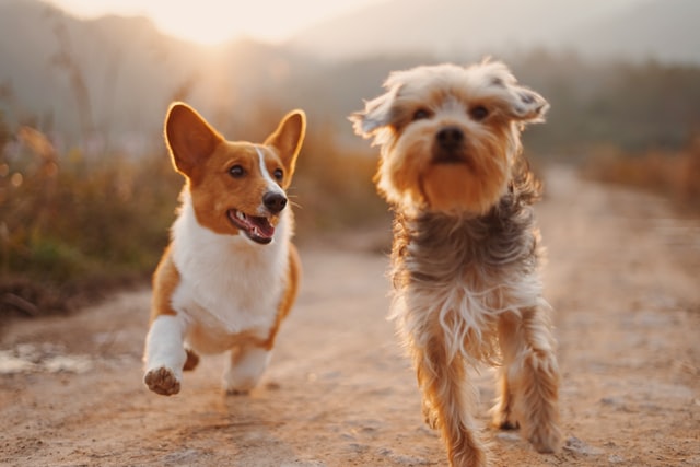 The letter M brings with itself a lot of coolness and uniqueness and can bring these qualities to your dog name too.
