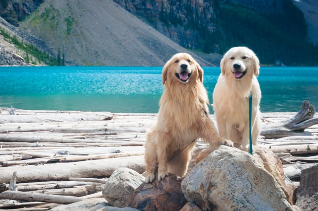 Finding the right-sounding name for your dog is very important for your dog and you.