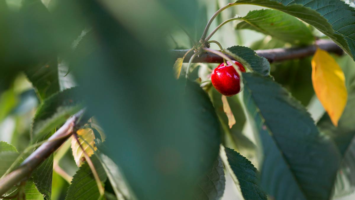 puns make you think creatively and also make you giggle.Cherry