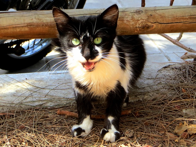Cat names inspired by Greek mythology make a good choice for your cat.