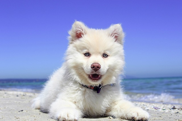 (With a funny name, dog will be happy, playful and cute, and their name will remind you of this.