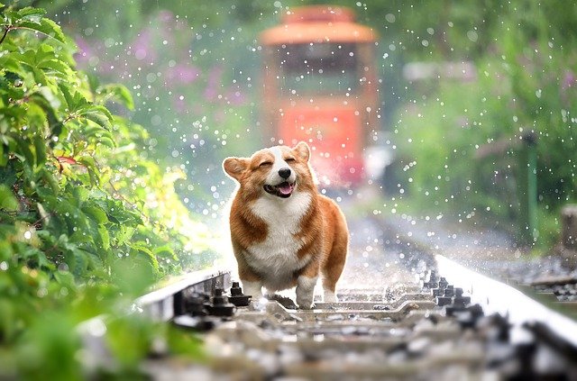 Give your playful dog a funny dog name like Bark Twain or Mary Puppins.