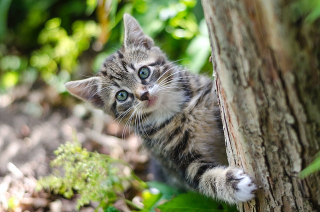 (Cats are animals associated with witchcraft and their names should resonate with spiritual energy.