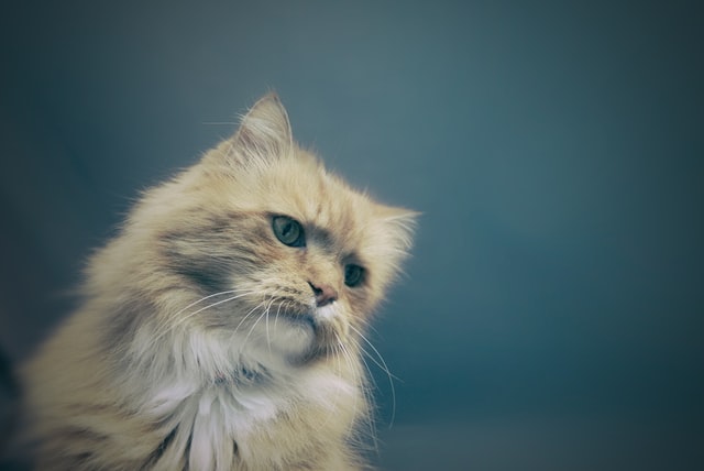 (There are hundreds of magical cat names with enchanting meanings.