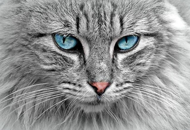 Cat names symbolizing strength are popular around the world.