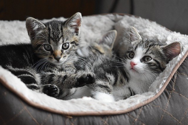 (Gender neutral cat names are in vogue.