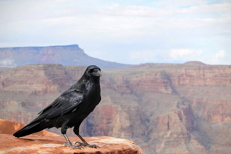 Choose from unique baby names that mean crow and raven related names for your child.