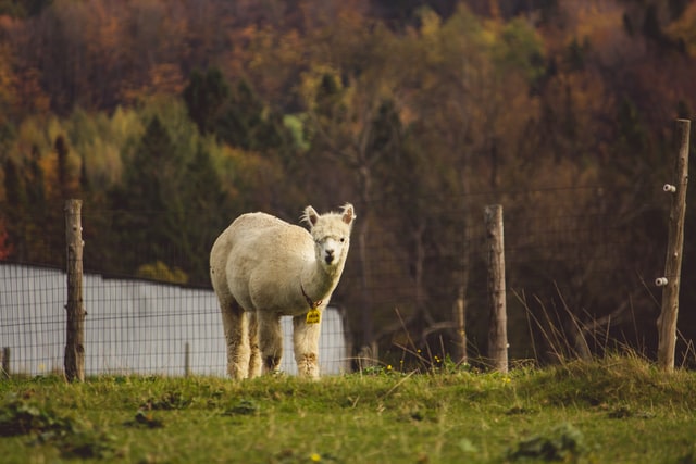 Llamas and Alpacas are species of the same family.