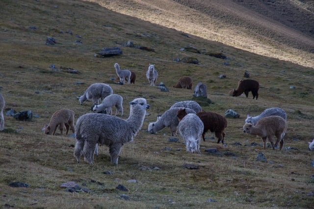 Llamas are domesticated animals and have been useful to mankind since the Inca civilization.
