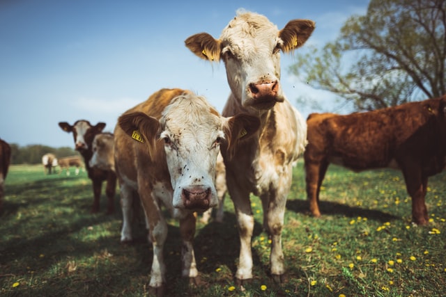 Cow names should reflect their cute personalities as well.