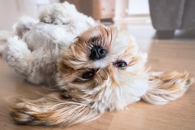 Why not choose Spanish dog names for your pup?