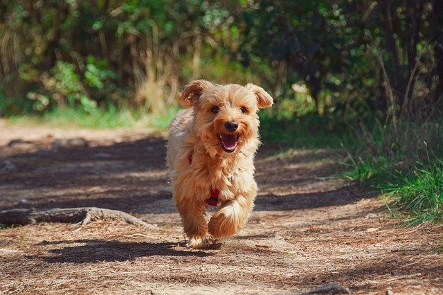 (Spanish dog names can be inspired by many different things.