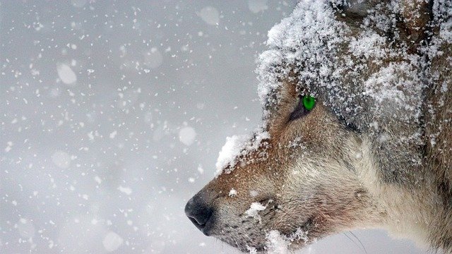 Primarily known as ferocious, Direwolves can also be friendly creatures.