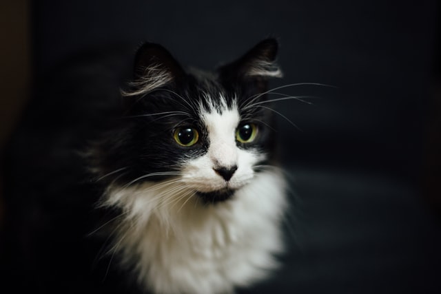 There are many fantastic and perfect name choices for your female tuxedo cat.
