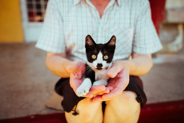 Tuxedo cats often have gorgeous green eyes that contrast beautifully with their monochrome fur coat.