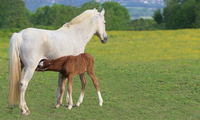 Find the perfect horse name in this list.
