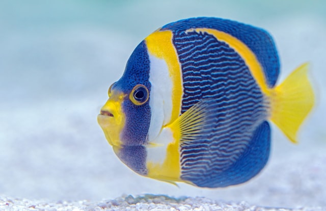 Fish are beautiful pets and their names should be as well.
