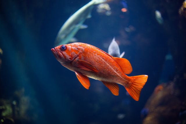 (There are countless fish names to choose from.