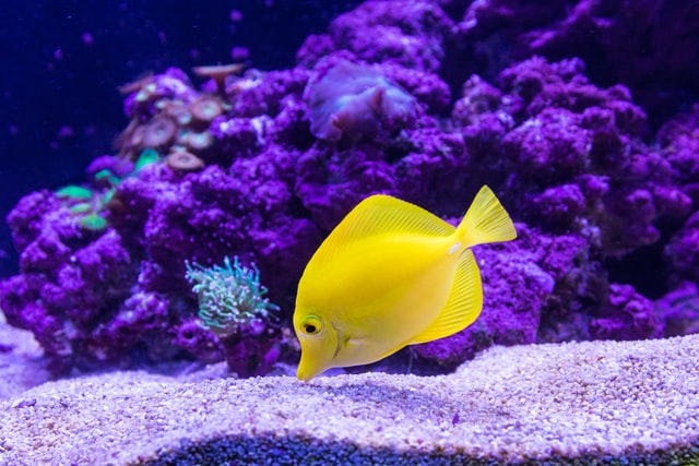 Love your fish friends? Give them a lovable name as well.