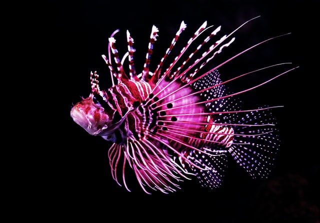 (Some fish names have beautiful meanings.