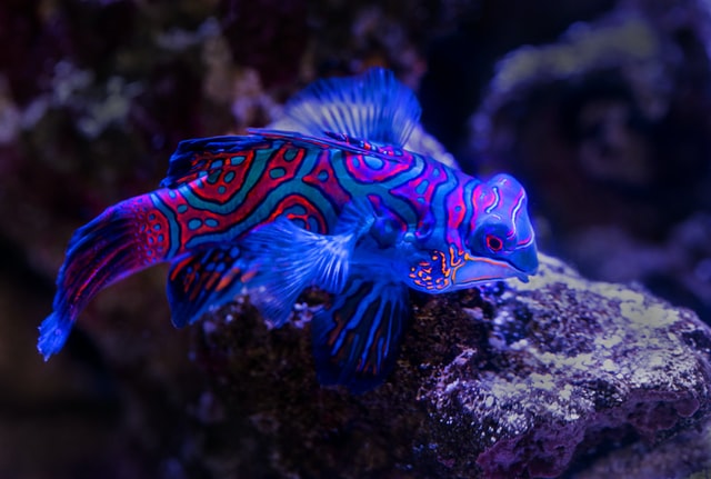 A fish is a friend for life. Give them pretty names too.