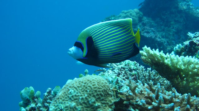 Fish names should be as unique as the fish itself.