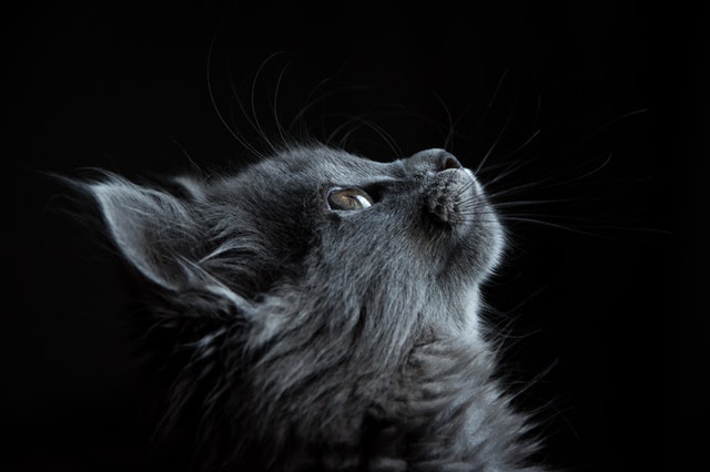 (Mythical cat names have a unique and divine vibe to them.