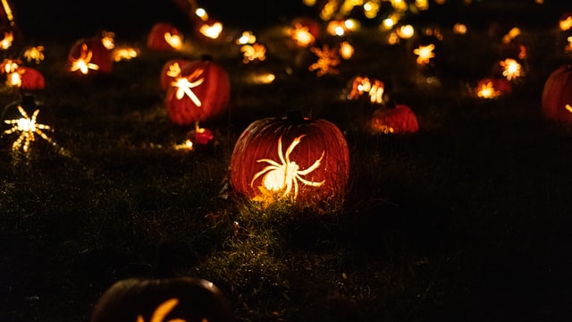Halloween names for cats or black cats names can be pretty creative and out of the box.