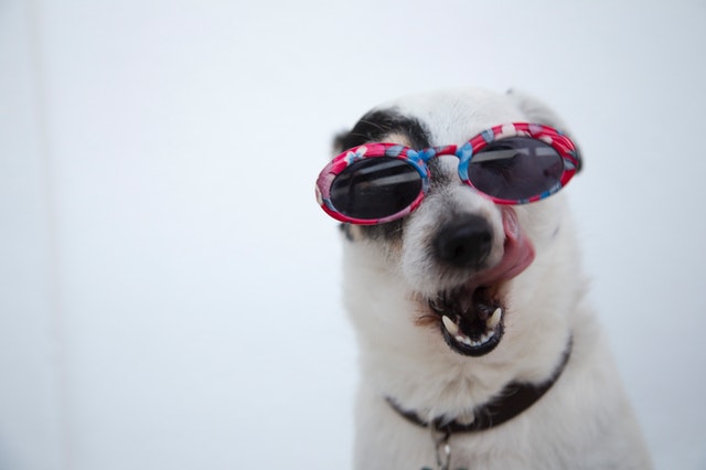 Your very dog superheroes deserve fantastic names.