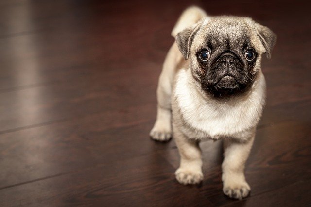 (Why not name your dog after his or her comic book alter ego?