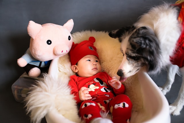 There are many animal names that can become the spirit animal of your child.