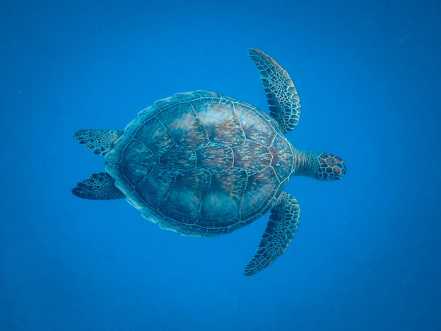 Cute and best turtle names make the pet more lovable.