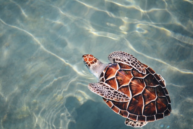 A turtle name should sound as unique and cute as the beings themselves.