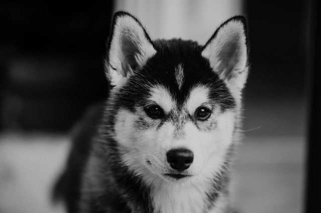 Just like the state, Alaskan dog names are beautiful and really stands out.
