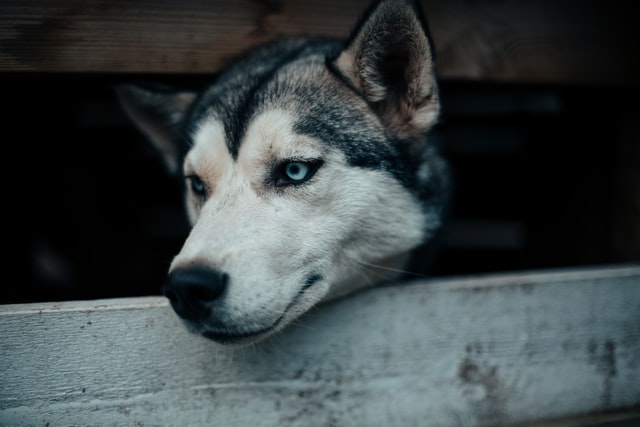 (Dog names inspired by Alaska can be the right choice.