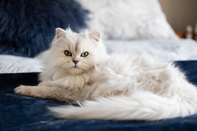French cats names are cute and can make perfect cat names for your male or female cat.