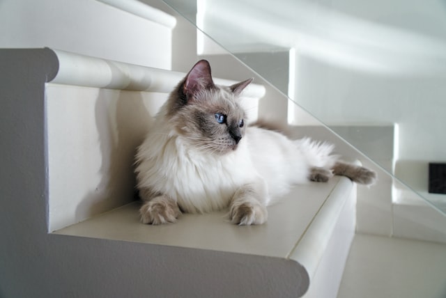 French cat names can be great, they can be a perfect name for your cat.