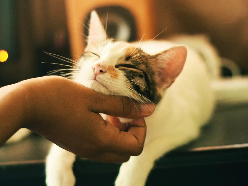 There are many fascinating Korean cat names.