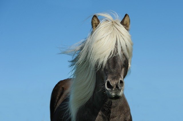 Pick a name from famous horse names from races.