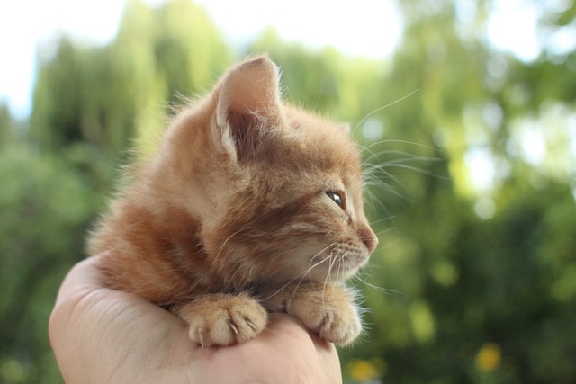 The best names for orange cats are on this list.