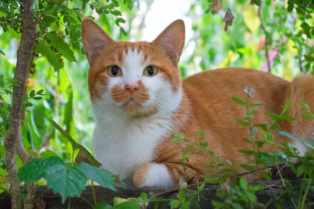 Korean cat names are hyphenated, with a first name starting with "Ee".
