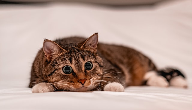 Cats are some of the cutest pet animals.