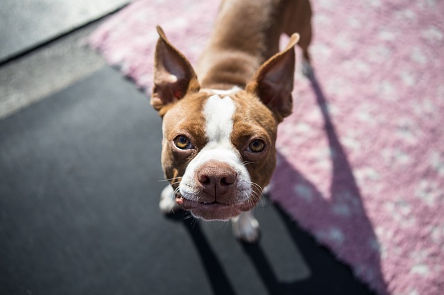 (Owing to the short nose, compact body, and short hairs, Boston terrier are one of the cute pets in the world.