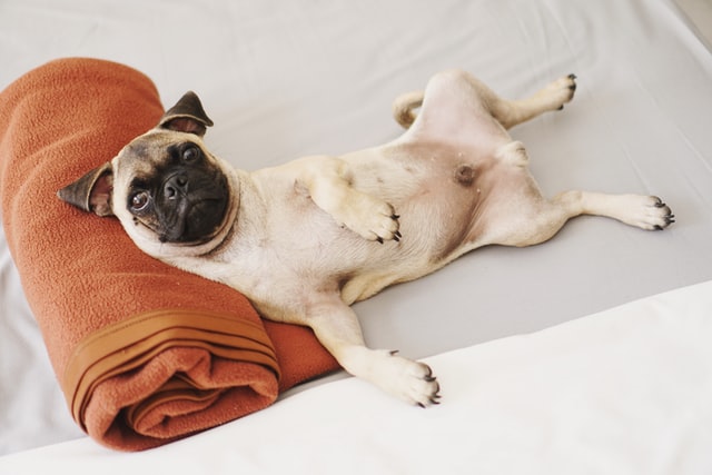 There are so many adorable pug names to choose from.