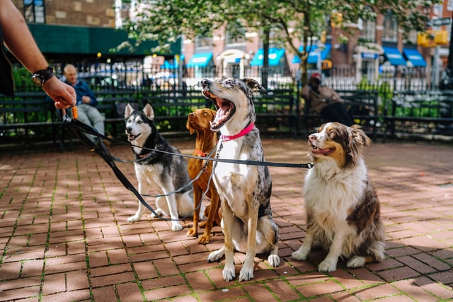 Dogs with a country-western vibe have certainly gained popularity and are in demand.