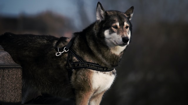 Tough dogs have a certain sass to them and are the coolest of the lot.