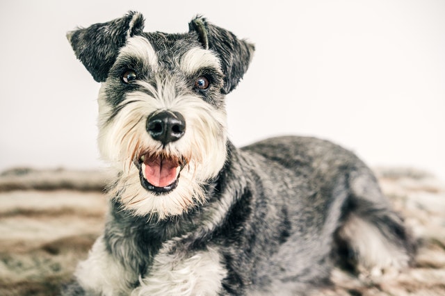 The cute schnauzer definitely deserves dinky female schnauzer names, just like the dog itself it.
