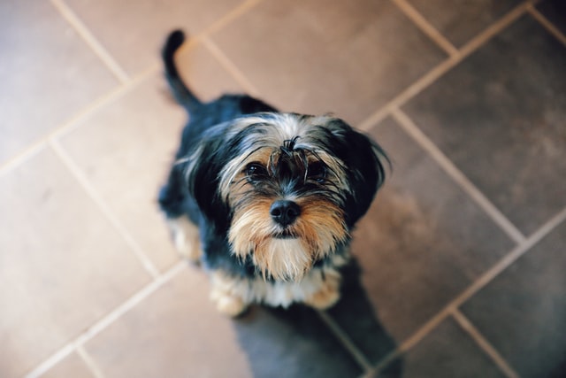 Yorkshire terriers sometimes tend to be timid around other dogs.
