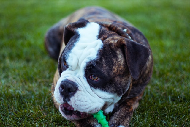 Brindle dog names are wide-ranging.