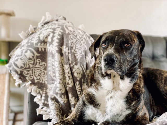 Gender neutral dog names are a great option for brindle dogs.